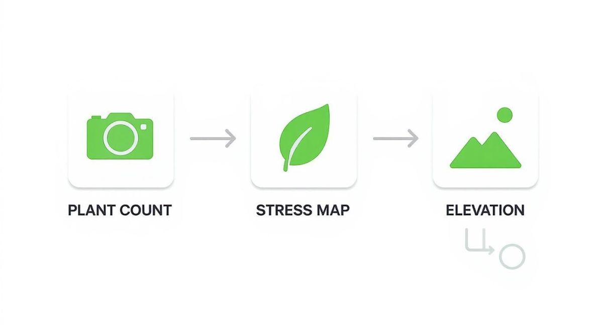 Agricultural drone workflow showing plant count, stress mapping, and elevation analysis process with green icons